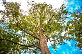 Best Hazardous Tree Removal  in Davenport, WA