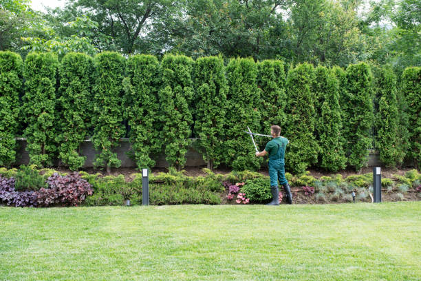 Best Tree Mulching  in Davenport, WA