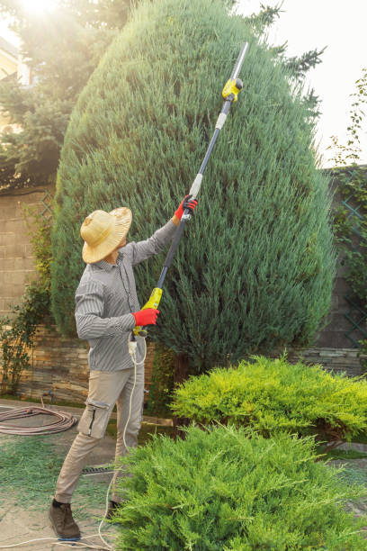 How Our Tree Care Process Works  in  Davenport, WA