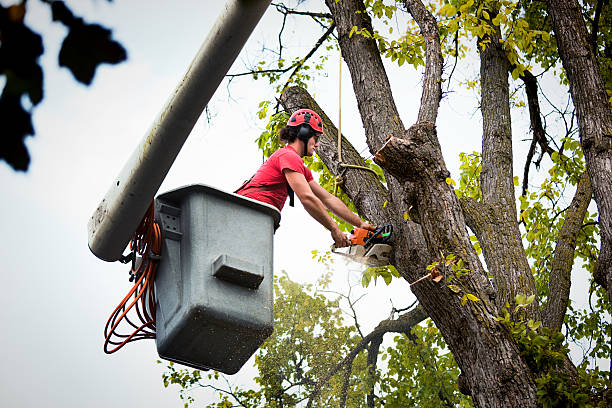 Best Arborist Consultation Services  in Davenport, WA